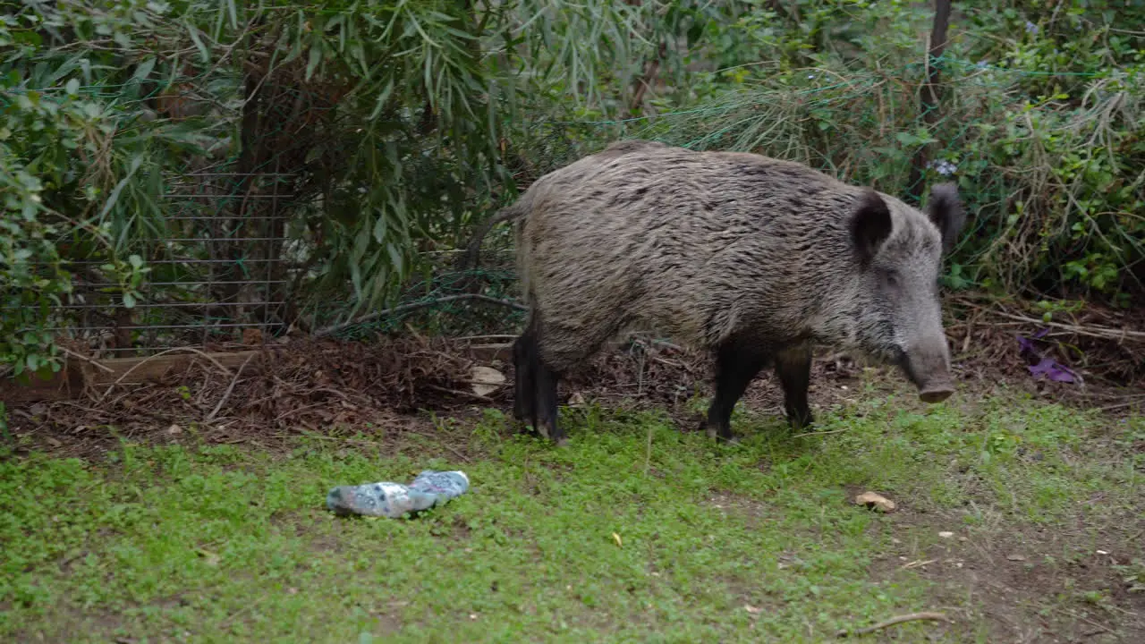 wild boar in a home yard Haifa Israel