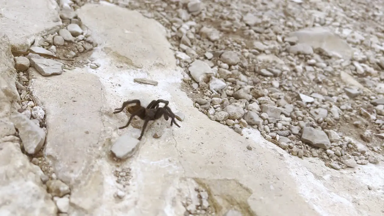 A panning shot of an Arizona desert tarantula