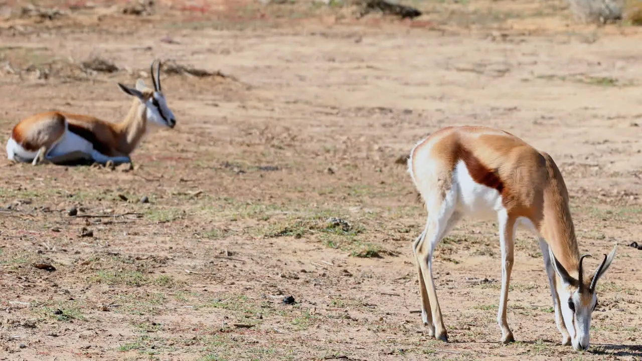 Wild deer grazing on a barren land 4k