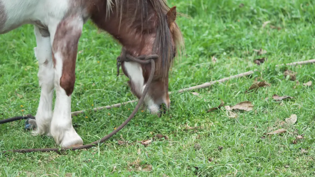 Tied Up Pony Eating Grass on Farm