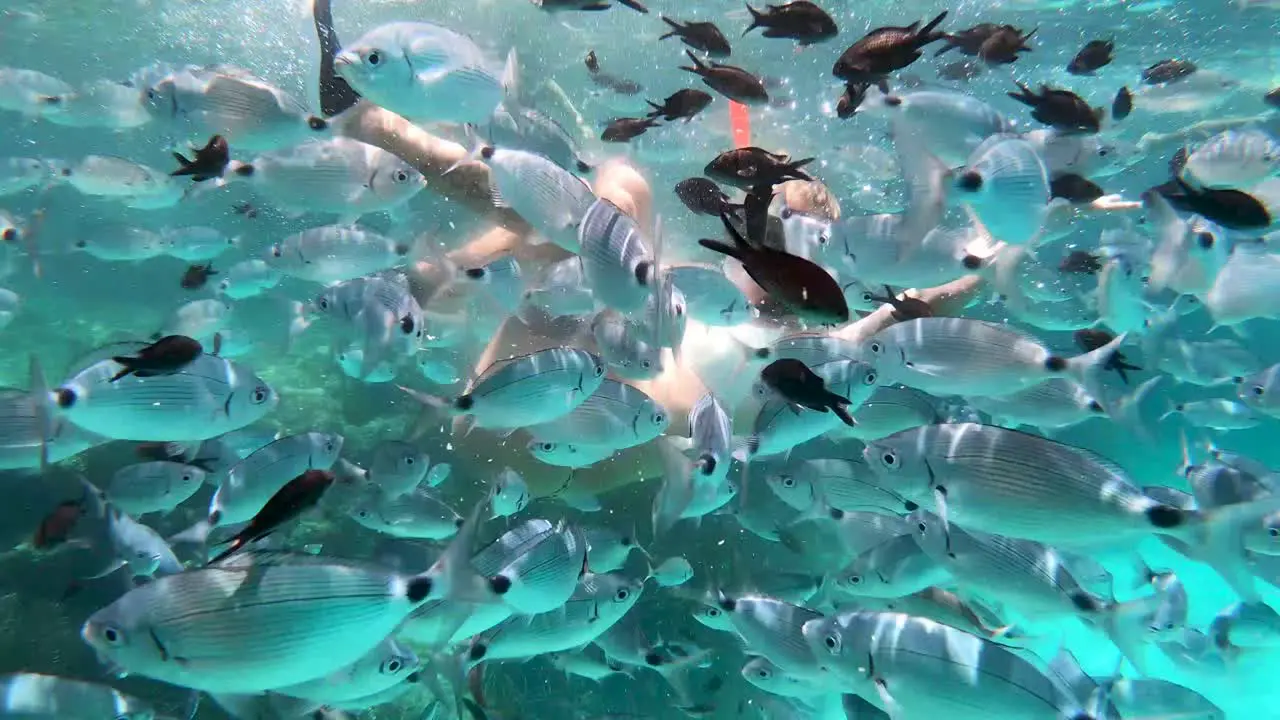 Lots of fish while snorkeling on the island of Menorca