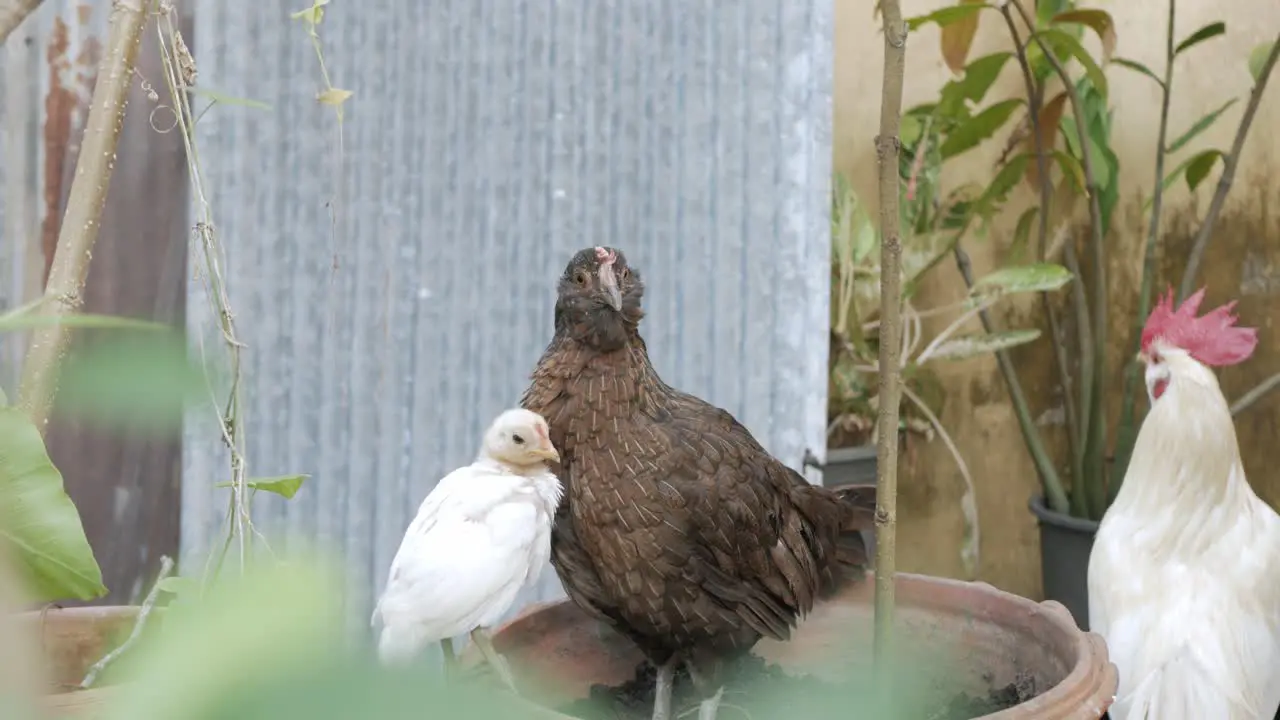 free range chicken  hen with her son while eating finding food on ground