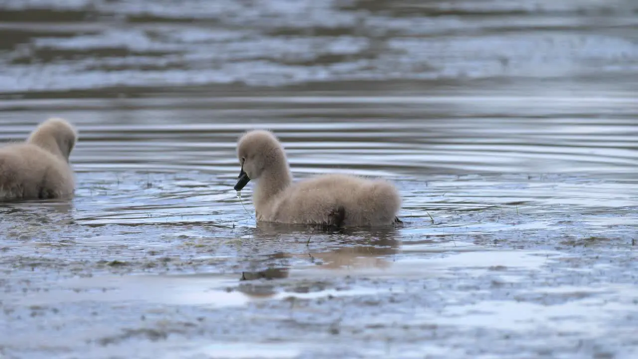 Baby black swan cygnet feeding on water plants on a pond