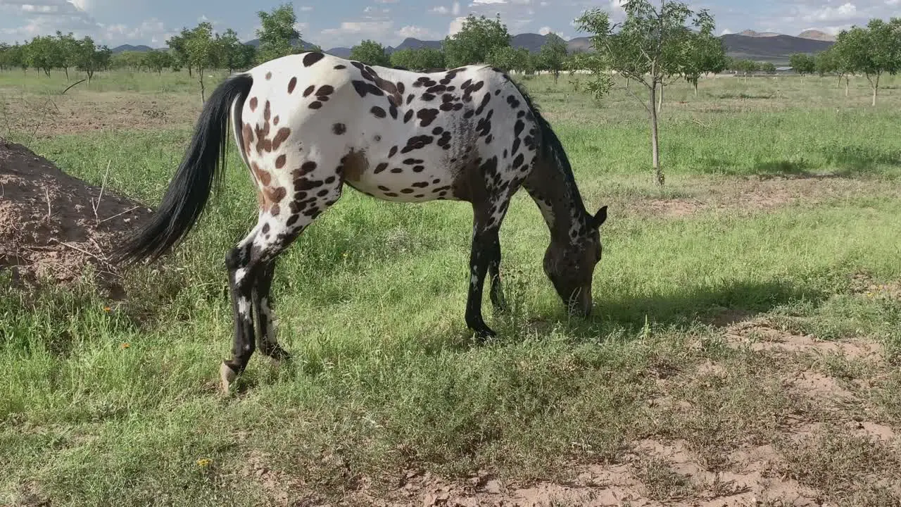 Spotted horse grazing in an American desert