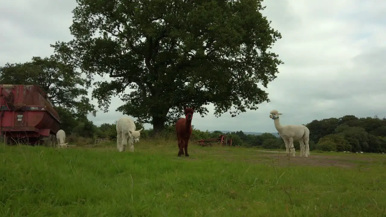 Wide shot of white and brown Alpacas grazing on farm