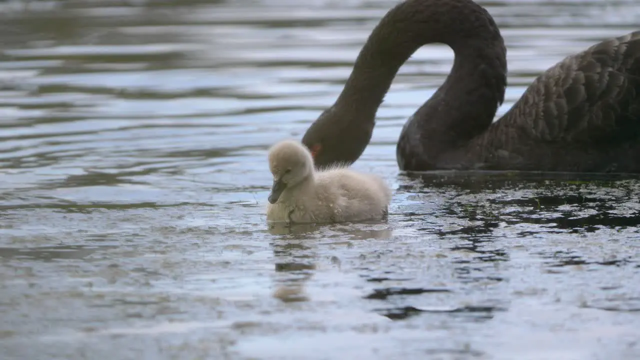 Black Swan cygnet and adult feeding on water plants in a pond