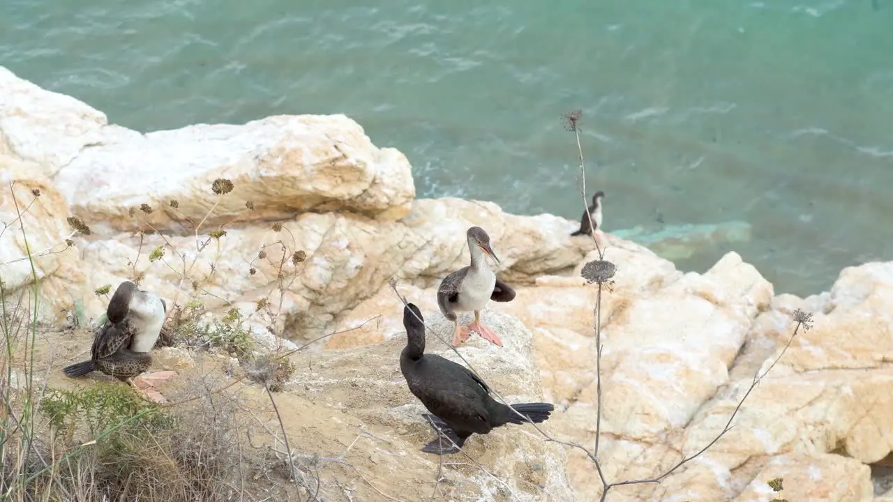 Cormorants perched on a rock and contemplating the sea