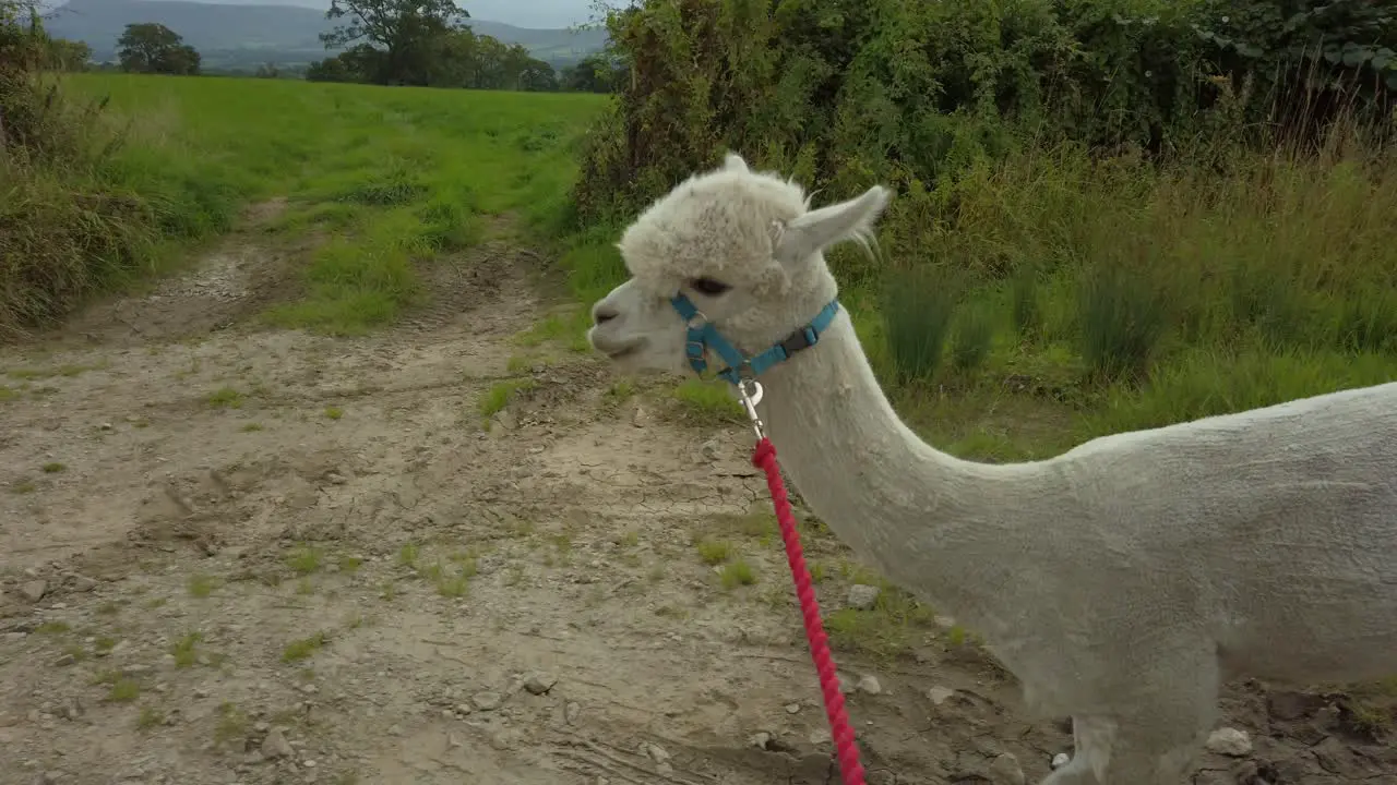 Tracking close up Alpaca being walked in countryside