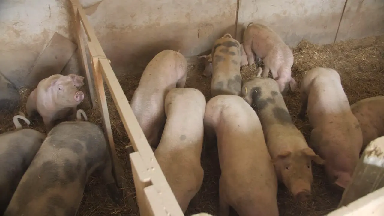 Pig farm film shot of a herd of pigs pig farms in a pigsty farm buildings German village