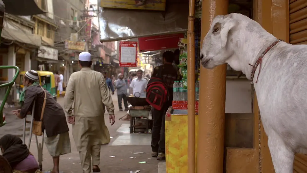 Goat in a Busy Delhi Street