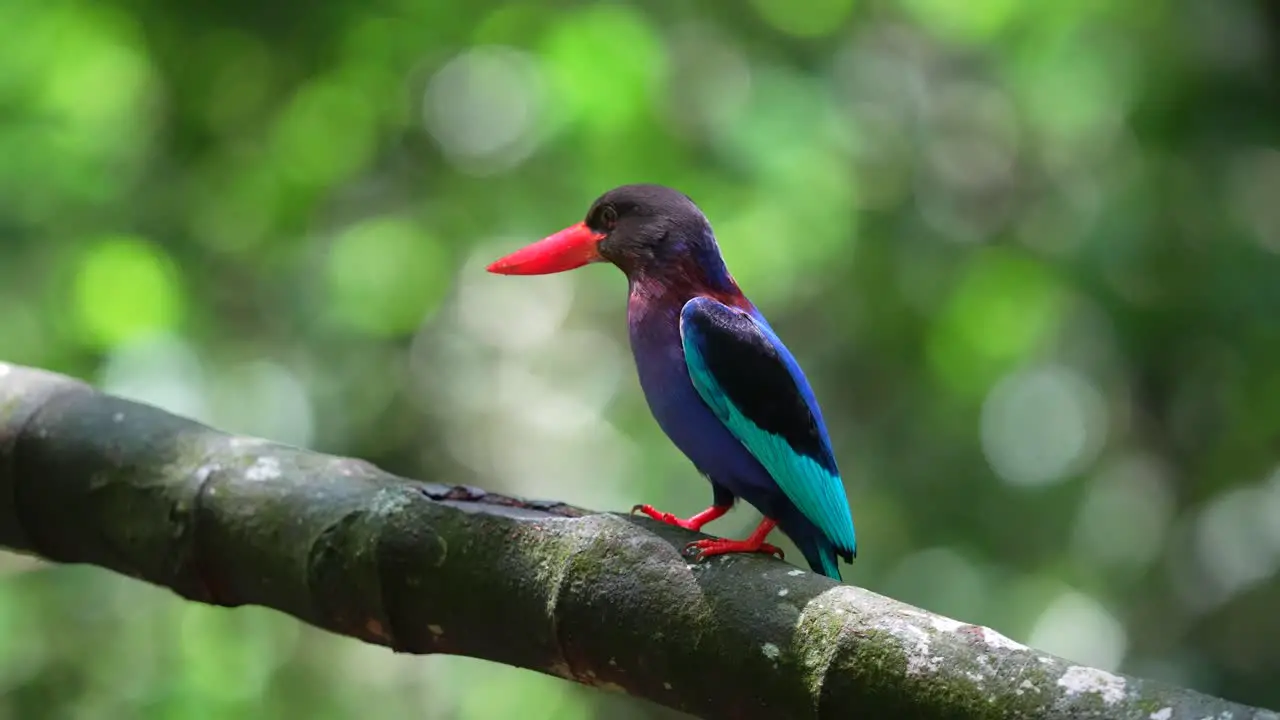 a Javan kingfisher bird was perched on a branch in the bright sunlight then flew away