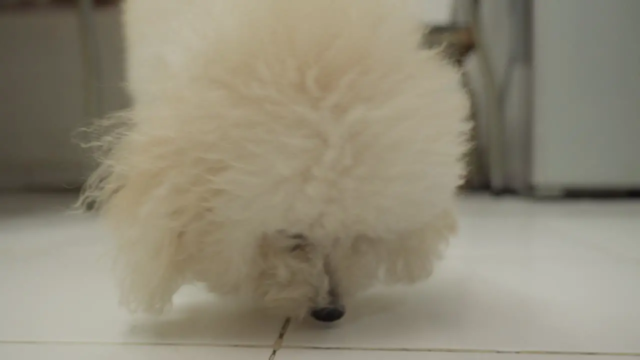 Fluffy white Bichon Frise puppy walking indoors looking for food soft focus