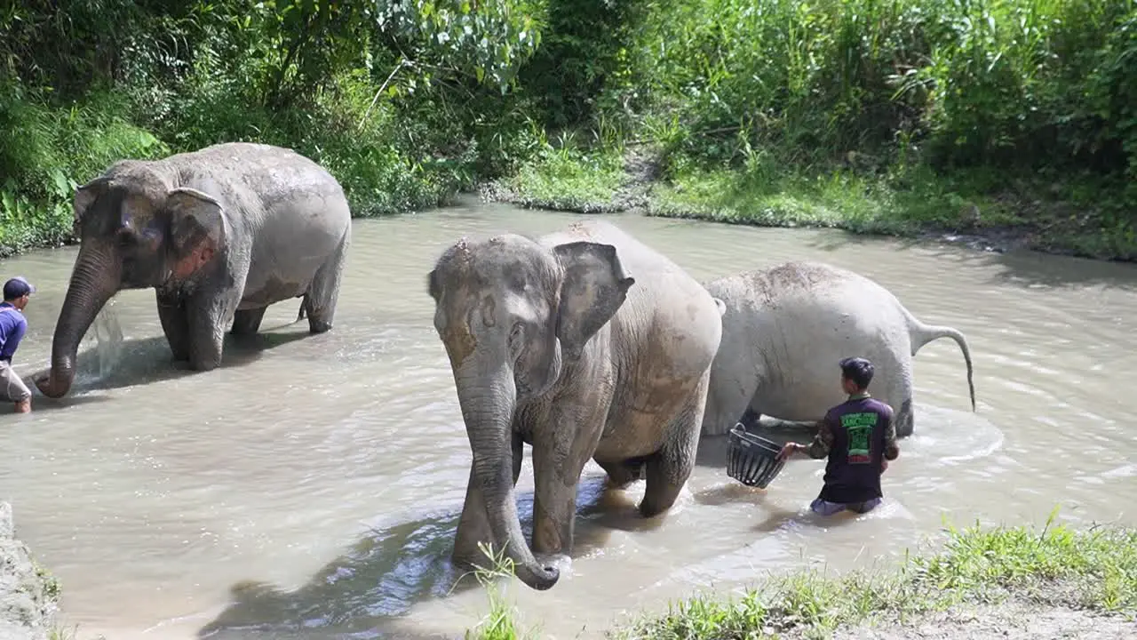 Elephants being washed in one of the sanctuaries in Chiang mai Thailand