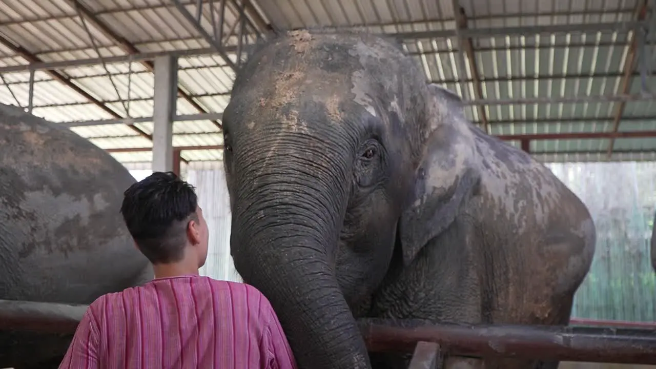 Tourist giving food to an elephant in a sanctuary in Chiang Mai Thailand