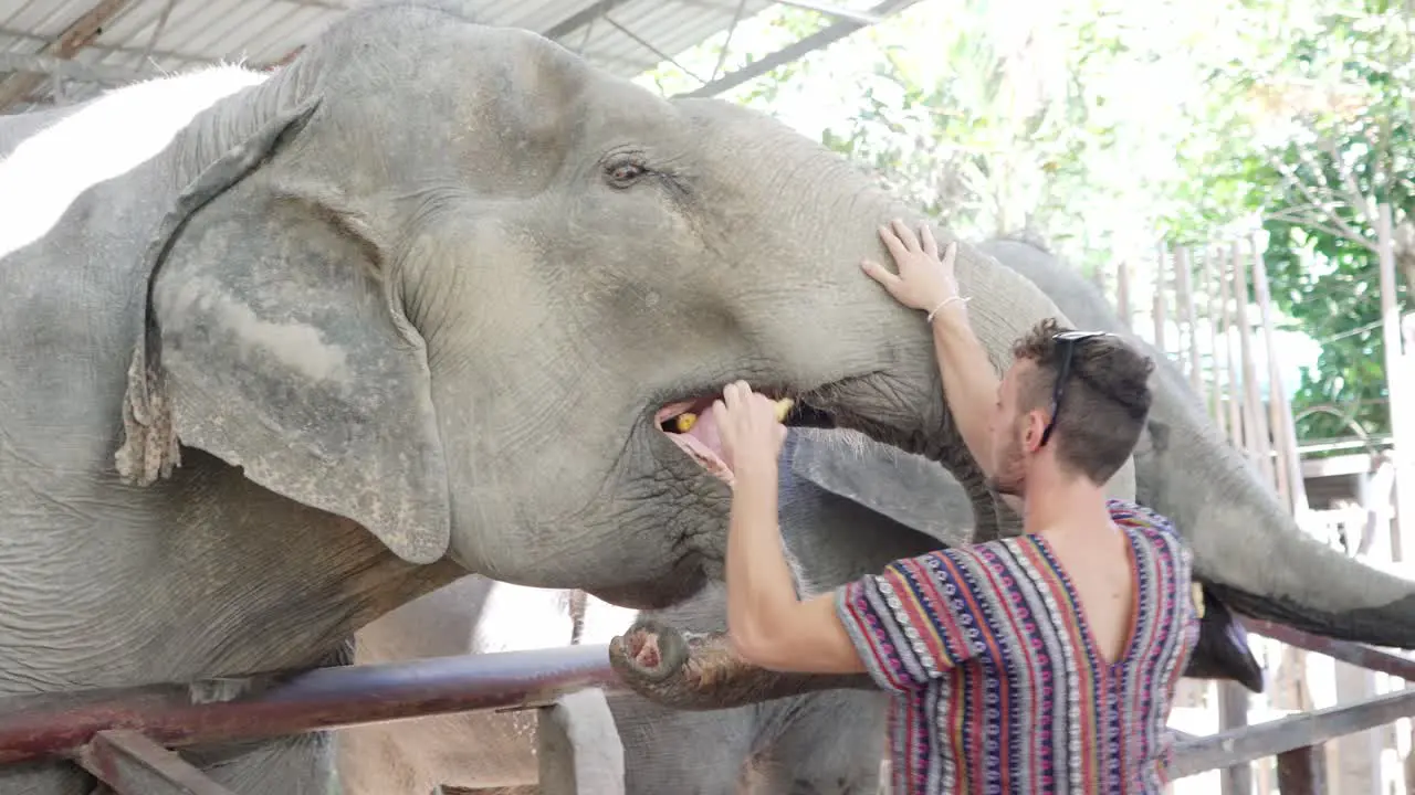 Tourist feeding banana to one of the elephants in the Chiang Mai Sanctuary