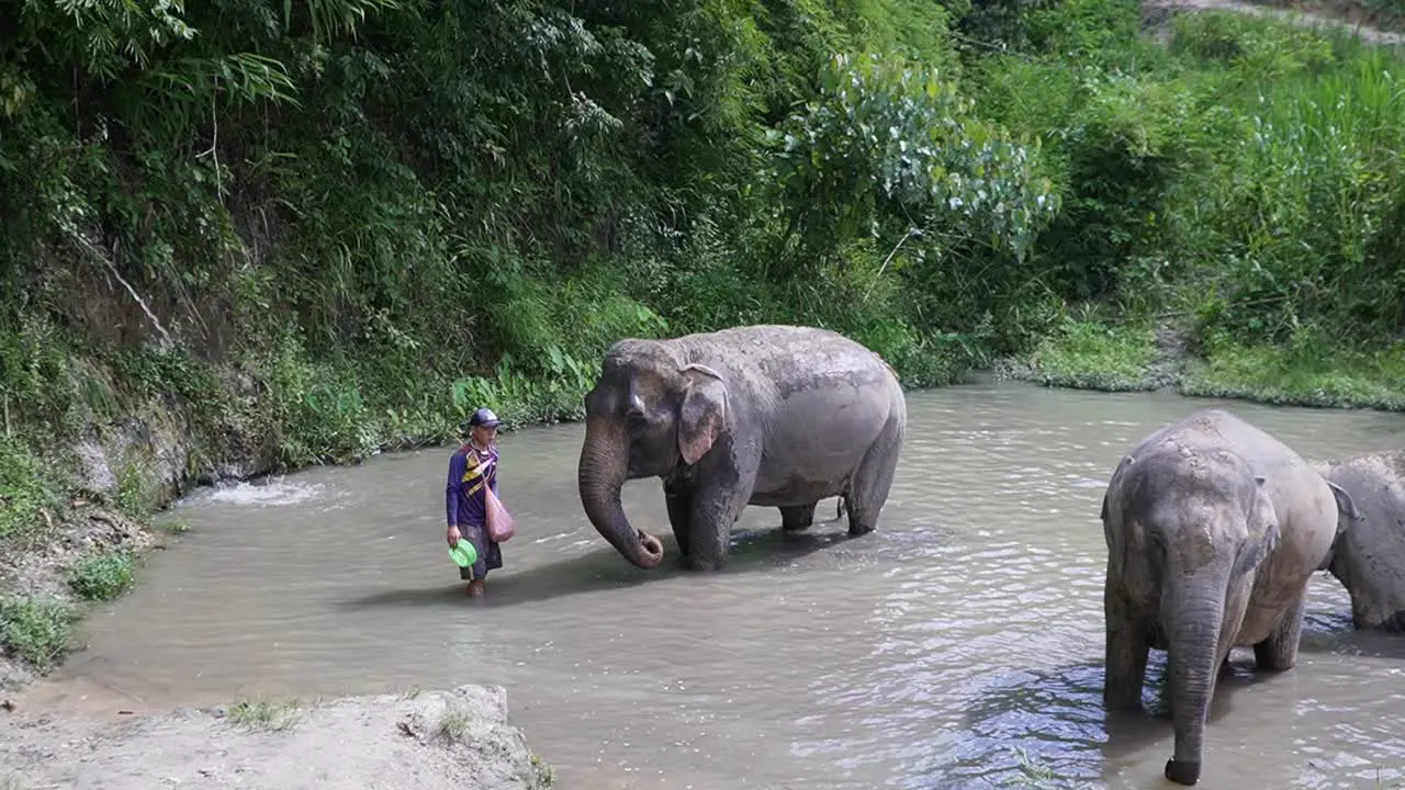 Elephants in Thailand waiting to be washed in a pond by tourists