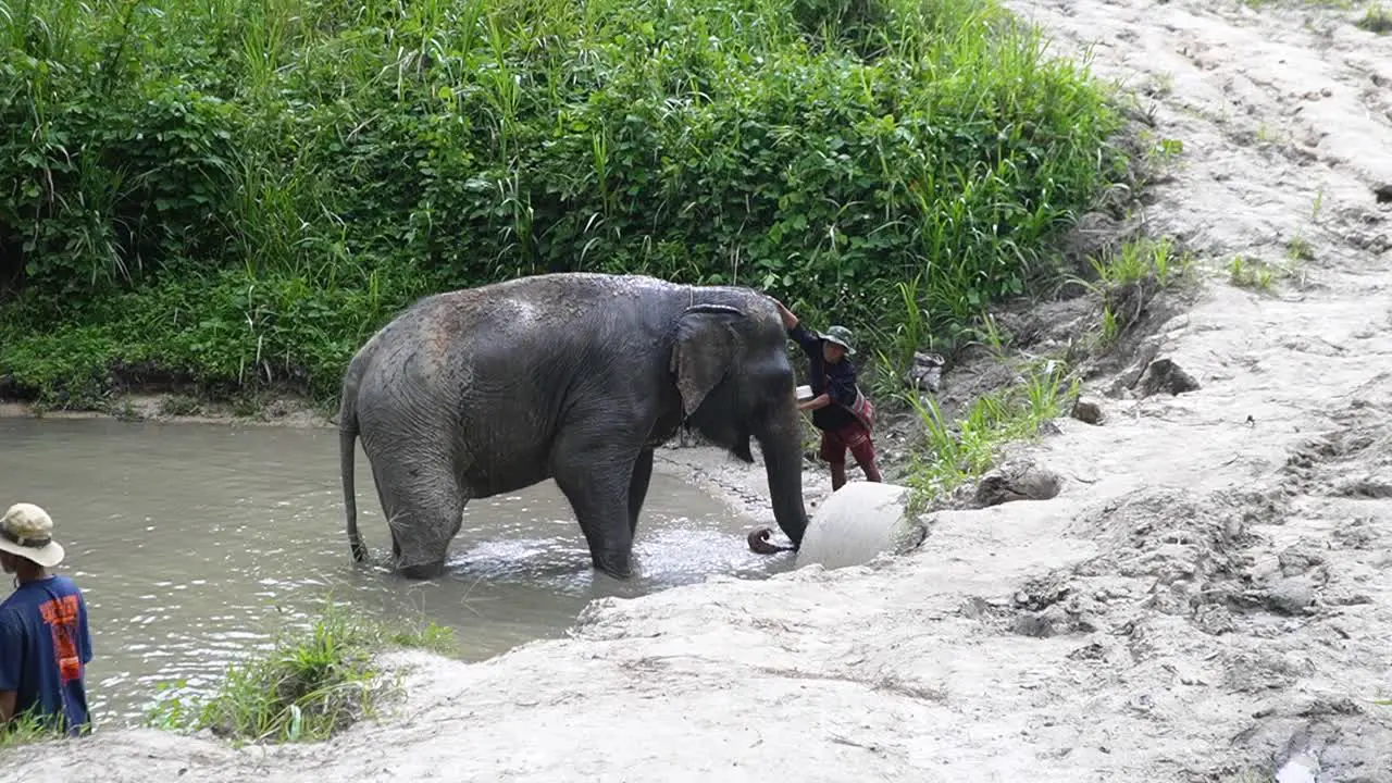 Elephant being washed in a pond in Chiang Mai Thailand