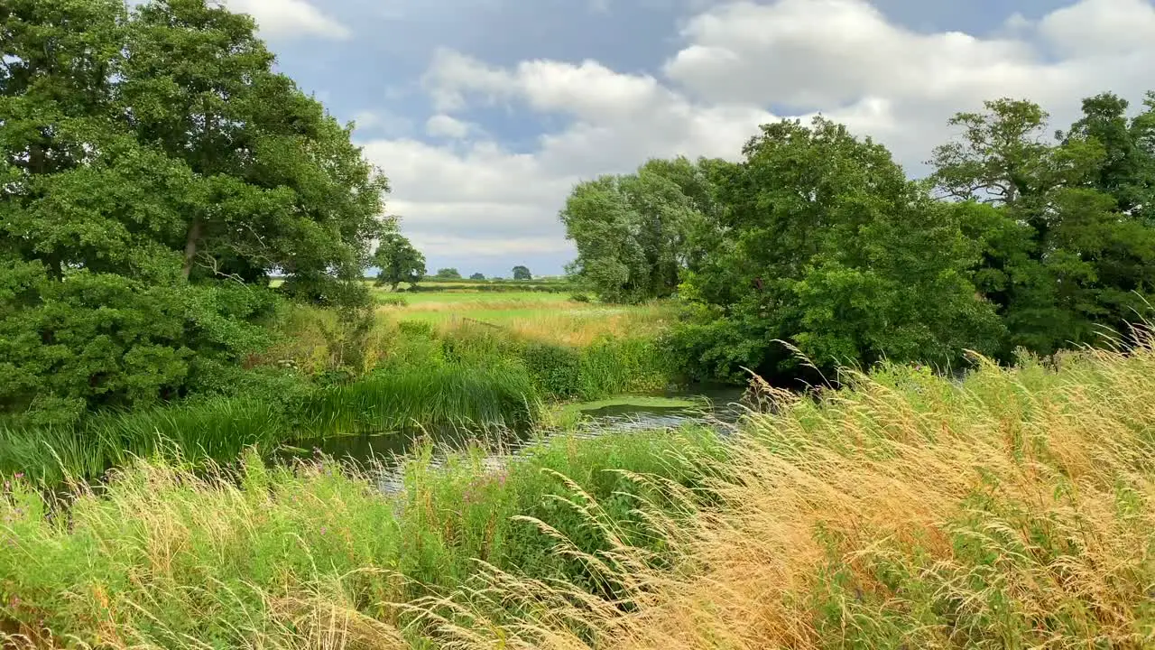 Beautiful river with green fields tall grass and forest trees in Chippenham England windy weather 4K shot