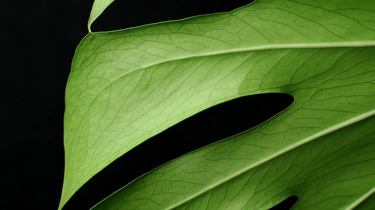 Macro Shot Of Green Monstera deliciosa Against Black Background