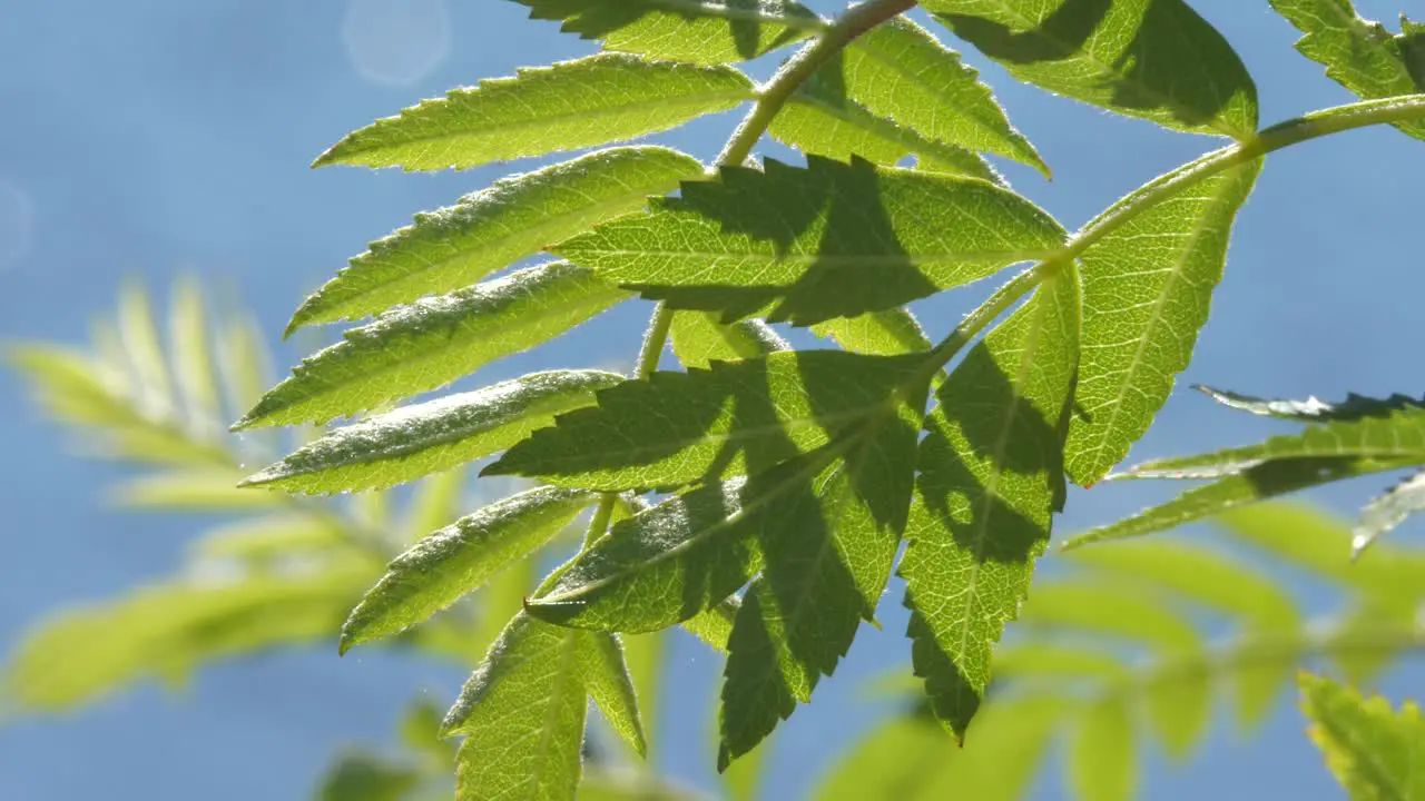 Mountain ash or sorbus aucuparia leaves blowing in wind