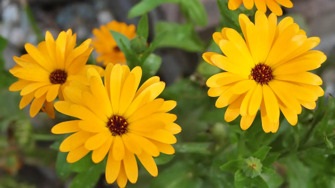 Medicinal flower yellow calendula moves in the wind