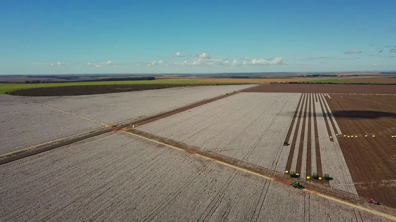 huge white plantation of ripe cotton partially harvested by combines on a sunny day