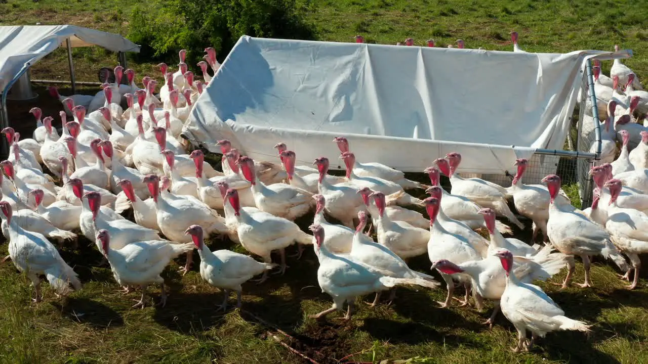 Flock of white turkeys outside