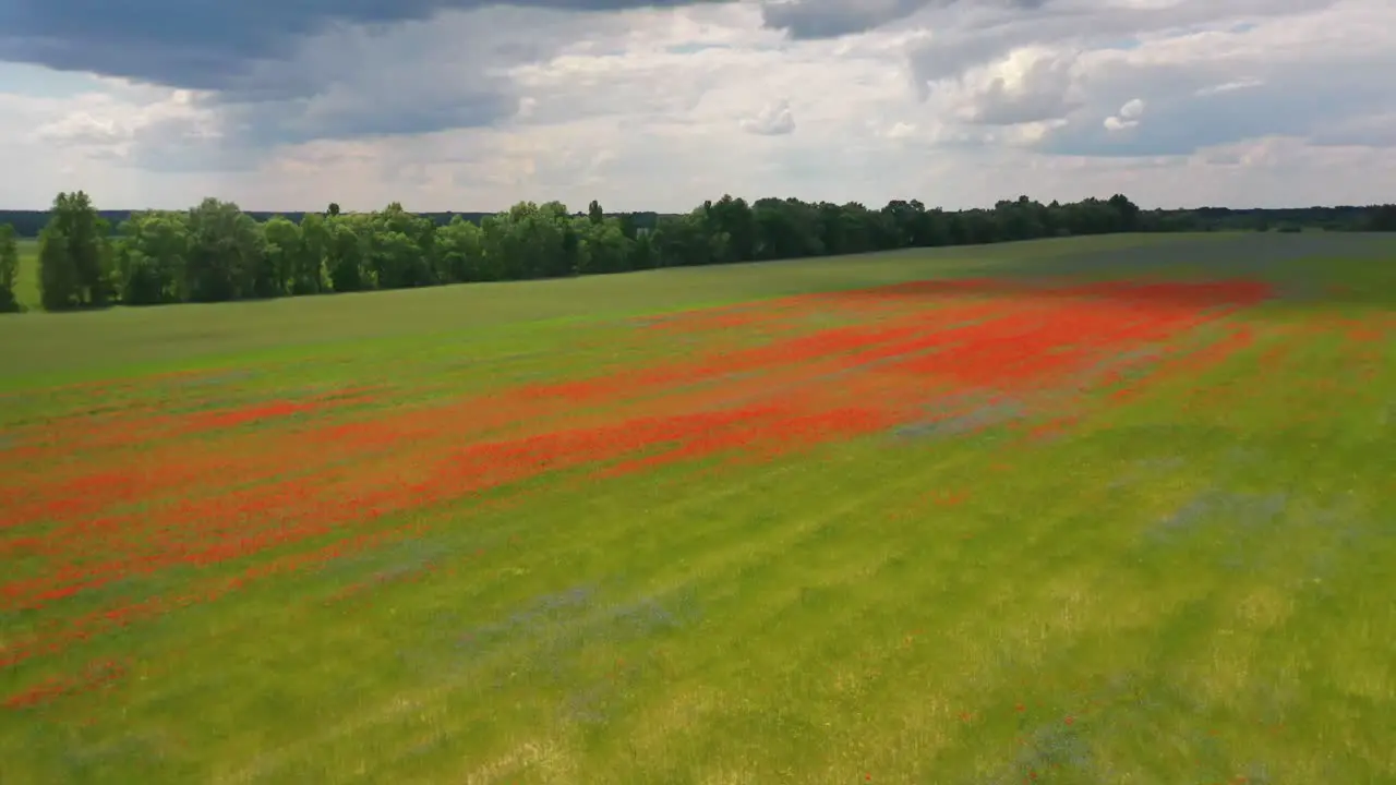 Aerial Over Ukraine Fields With Wildflowers Growing Suggests Ukrainian Agriculture And Landscape