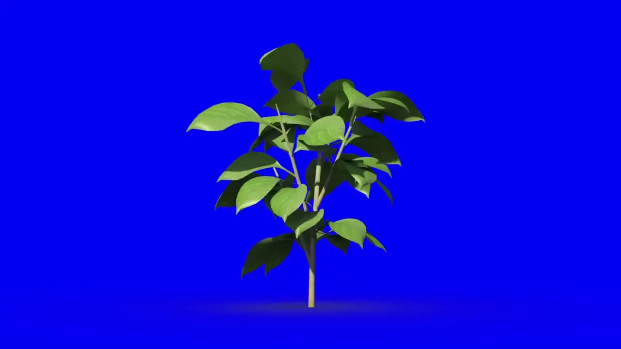 Animation of green tree growing on blue background