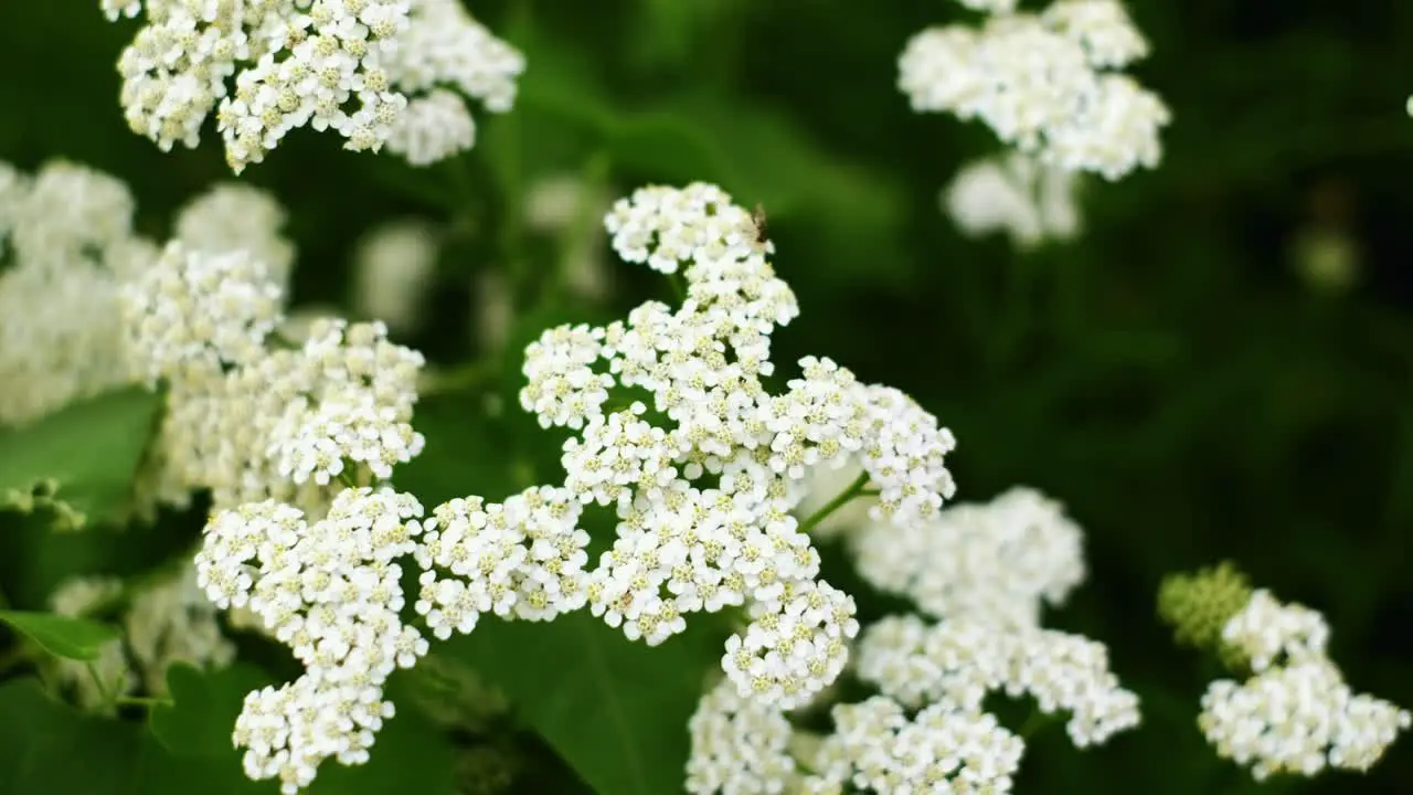 Achillea millefolium or common yarrow