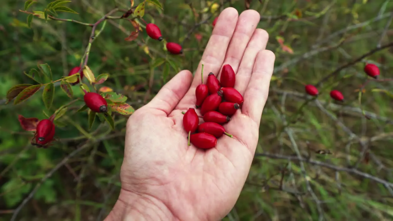 Hand holding red berries of dogrose plant close up shot Medical berries for tea and medicine