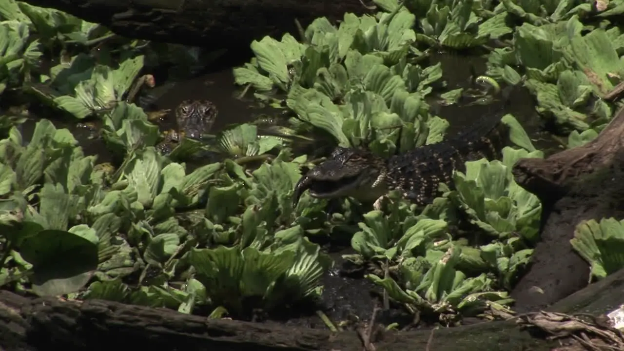 A baby alligator eats a fish in a Florida Everglades swamp