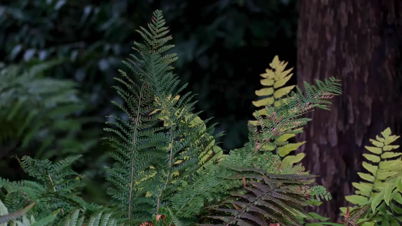 Green ferns and plants moving in a gentle breeze in rural English countryside woodland garden