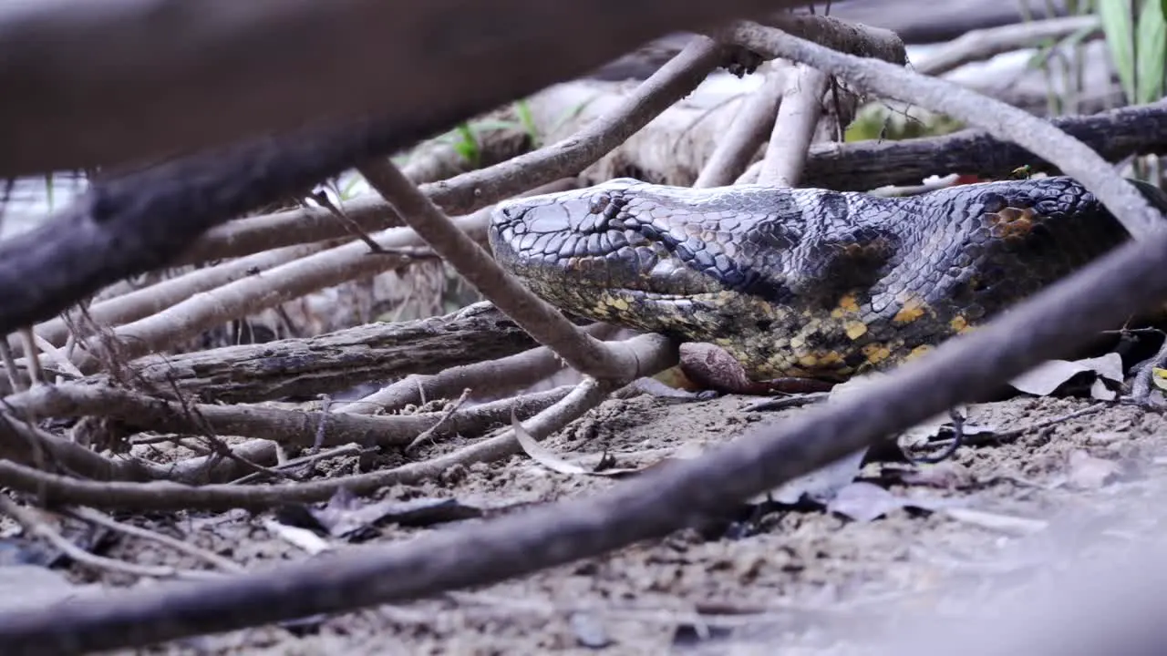 Green Anaconda resting on the bank