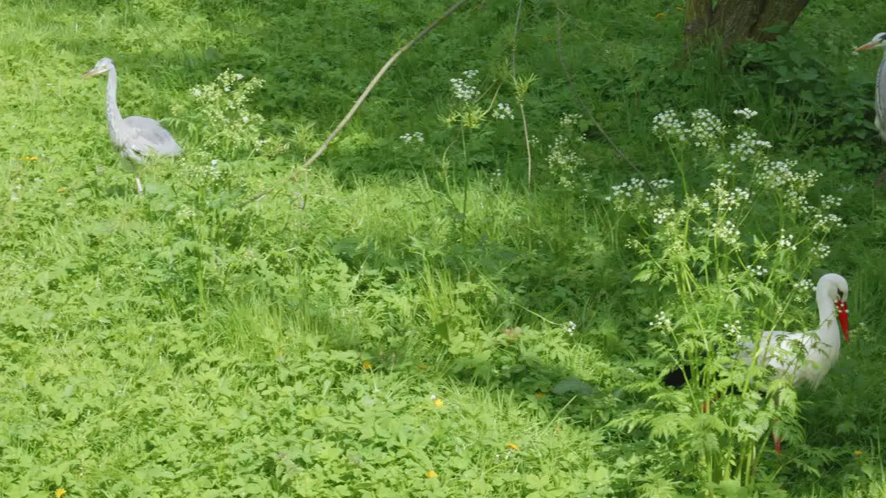 a stork and a heron walking on a green meadow