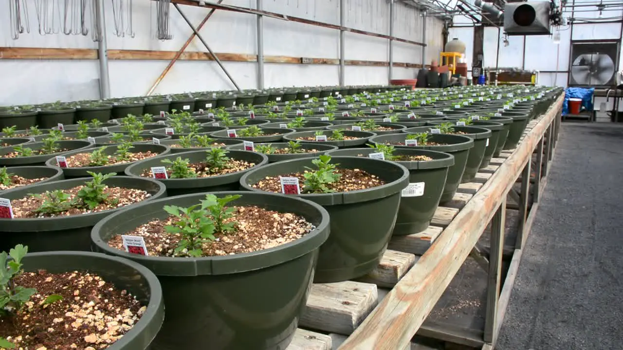 Row of freshly sprouted Belgian Mums in flower pots with signs inside greenhouse garden