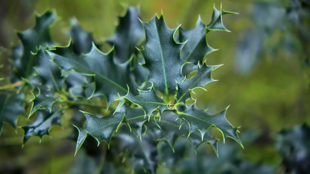 Christmas leaves pointed green holly leaves