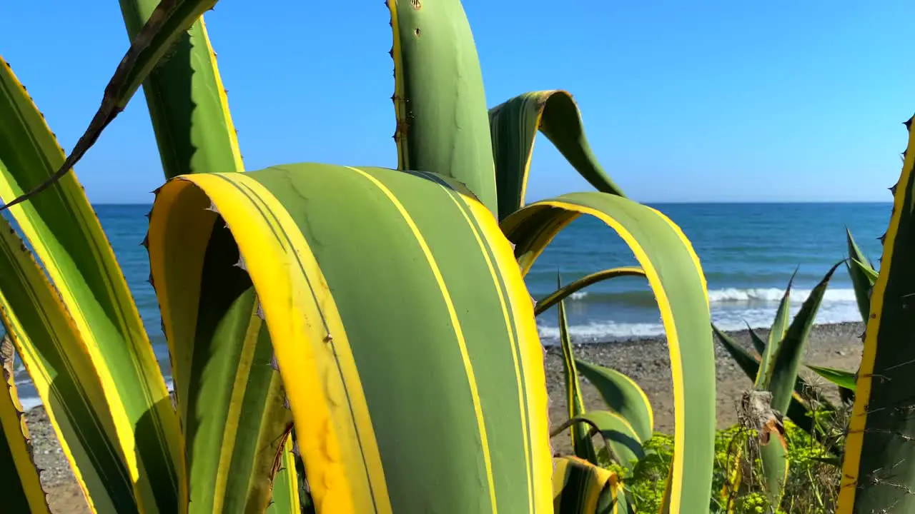 Green and yellow cactus agave plant at the beach with blue sky in Marbella Estepona Spain 4K static shot