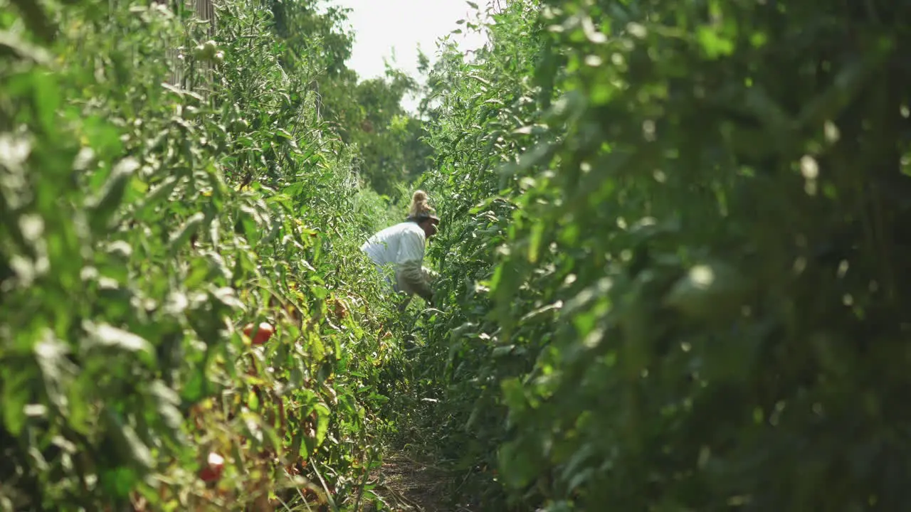 Man in a farm reaps tangerine harvest