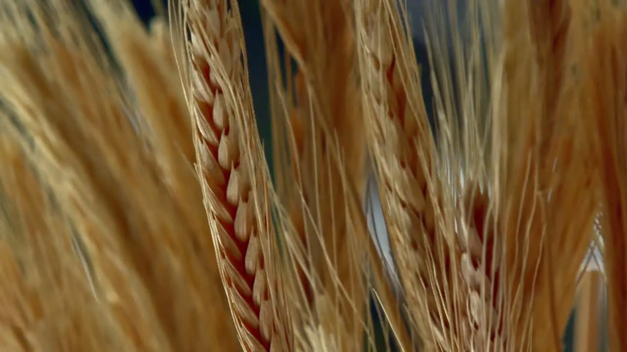 Macro of wheat plants moving slowly with the morning wind