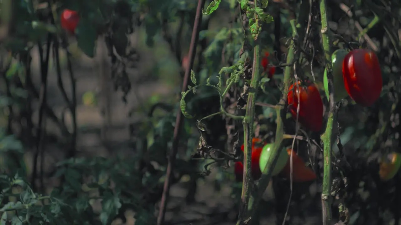 Slow-motion panning right shot of tomato stalks in the vegetable garden