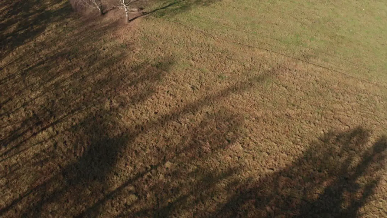 Shadow of wind power station on meadow next to forest