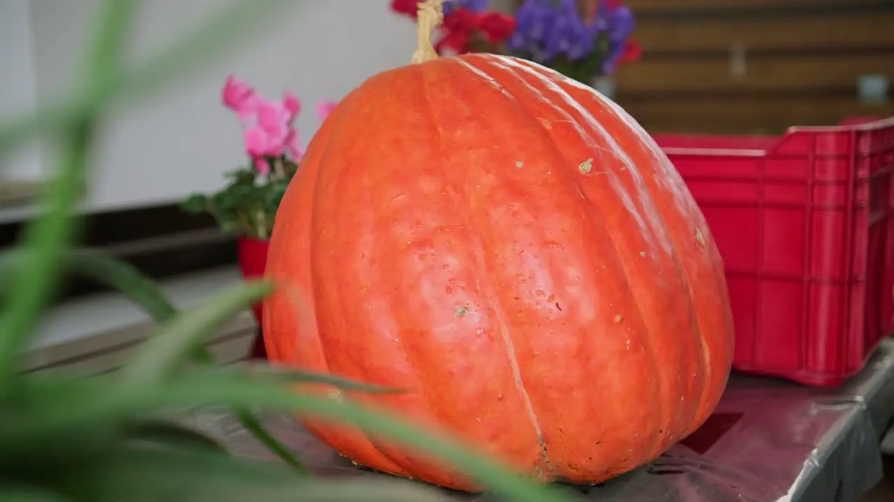 Carving spooky Jack-o-lantern decoration for Halloween holiday placing a huge orange pumpkin onto wooden table