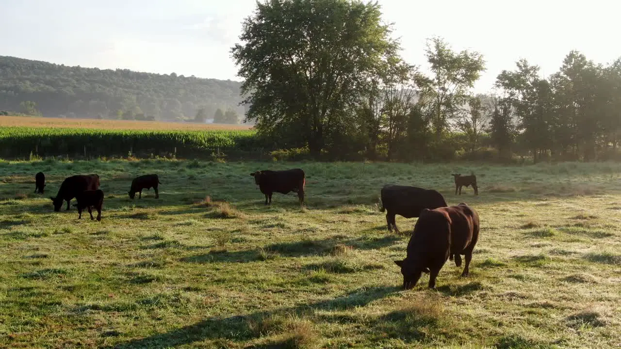 Family herd of black Angus cattle cows bulls calves graze in green meadow pasture field dew on grass under dramatic morning sunlight fog mist