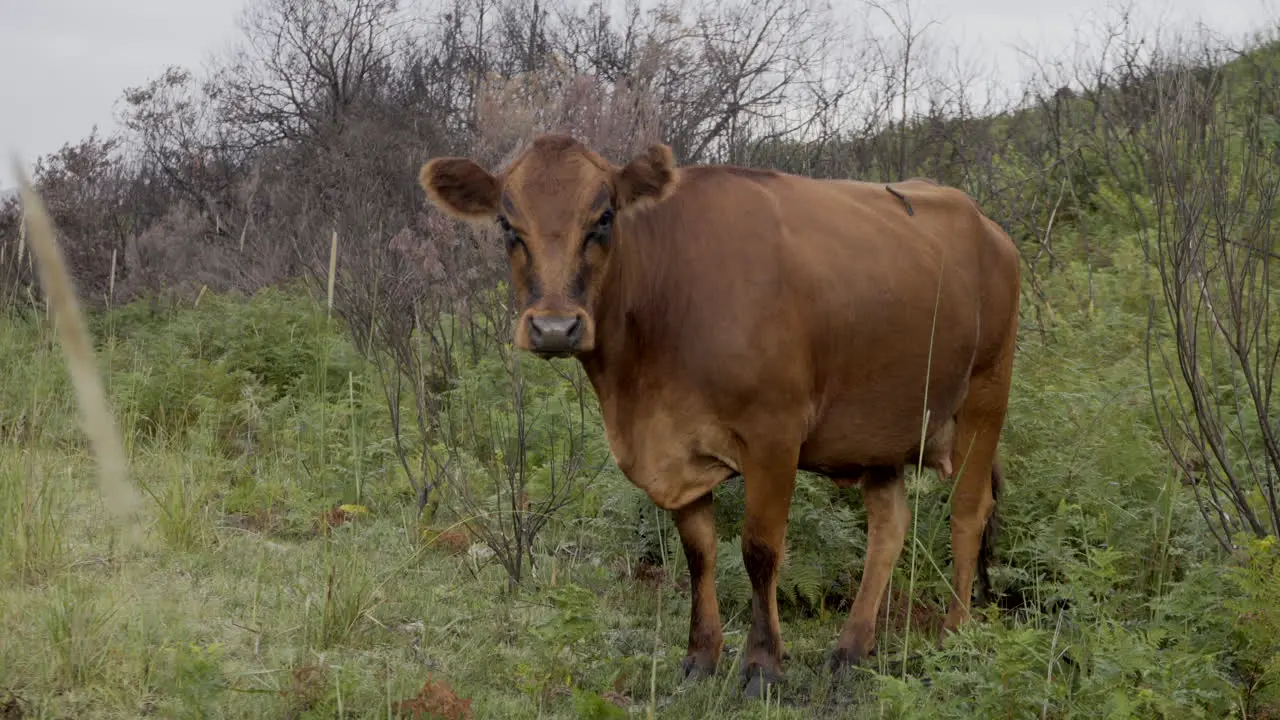 Young Chestnut Cow Alone Next To A Mountain