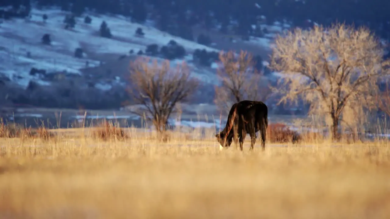 Angus grazing in the open space of Boulder Colorado