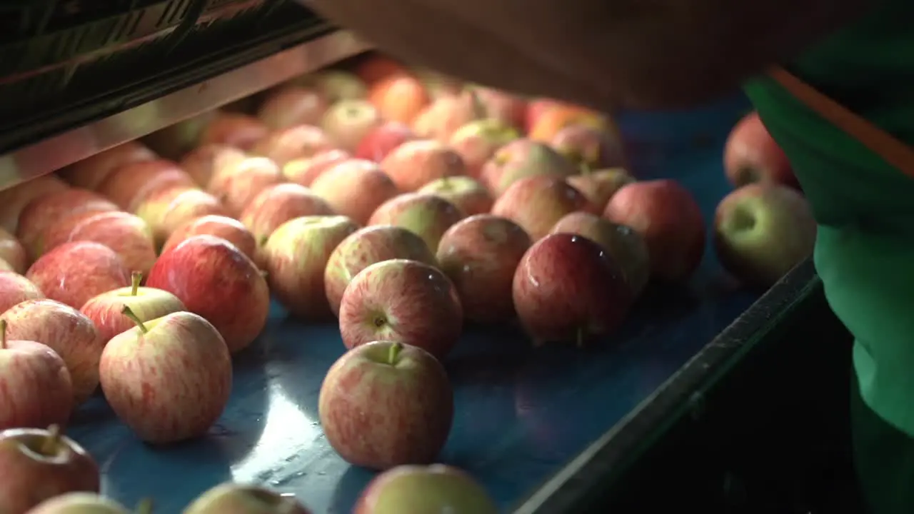 Red Apples are sorted and moved on Automatic Sorting Conveyor Belt in Fruit Packing House