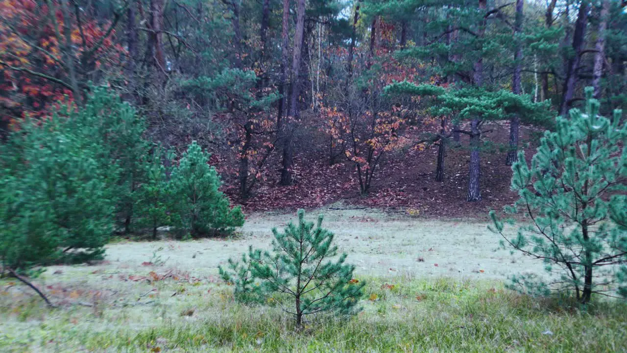 Baby Christmas Pine Tree in Forest Static Shot