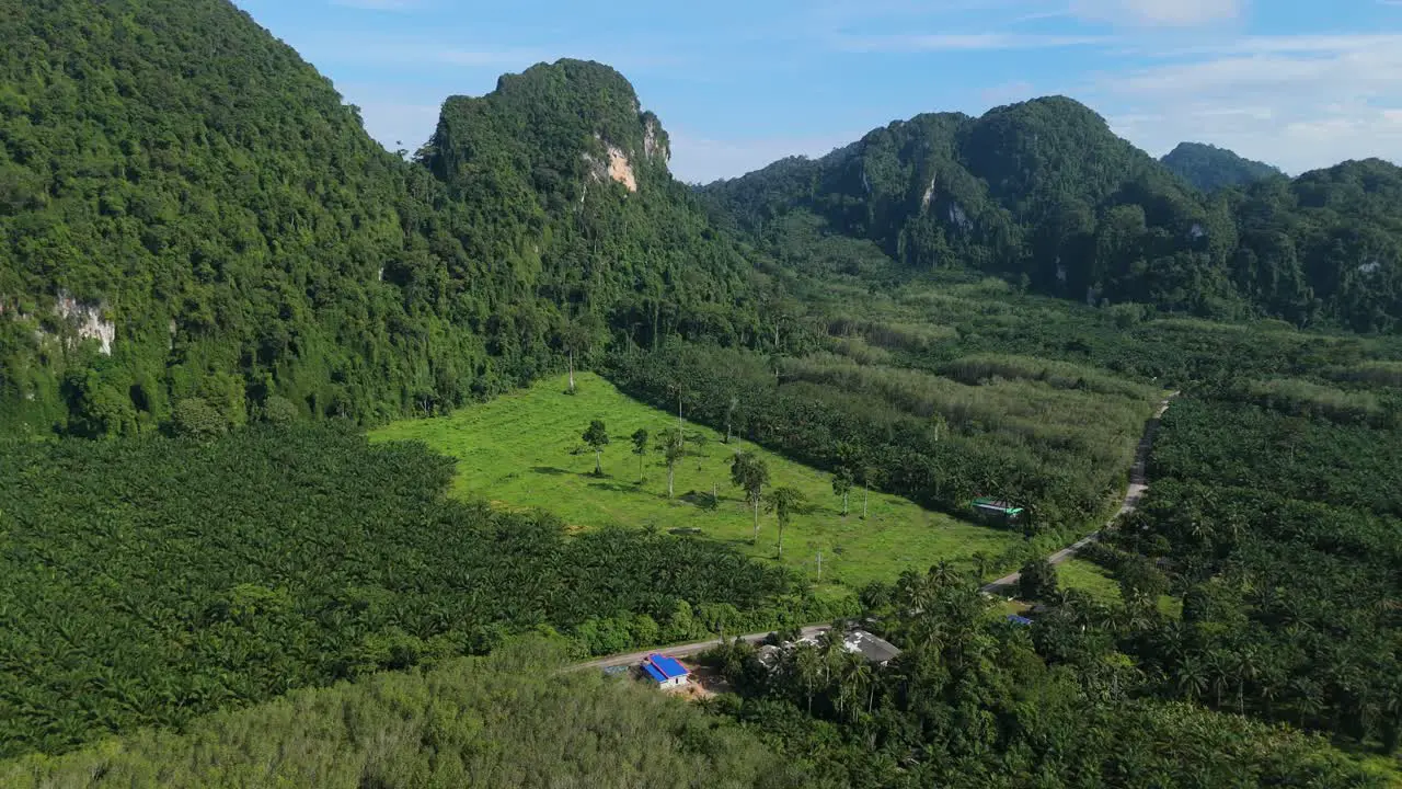 Palm Cultivation Flying Over Agricultural Plantation With Growing Palm Trees Near Krabi Thailand Biofuel Biodiesel Crude Palm Oil Aerial Drone Shot