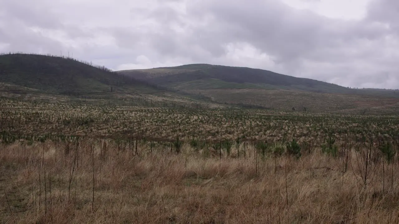 Pine trees planting in regional area of New South Wales